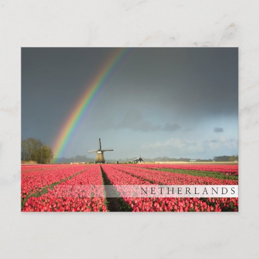 Regenbogen, Tulpen und Bar Postkarte für Windmühle (Vorderseite)