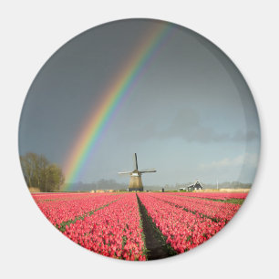 Regenbogen, Tulpen und Rundmagnete Magnet