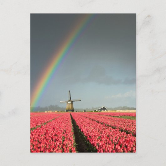 Regenbogen, Tulpen und vertikale Windmühle Postkarte (Vorderseite)