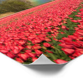 Regenbogen, Tulpen und Windmühle Poster (Ecke)