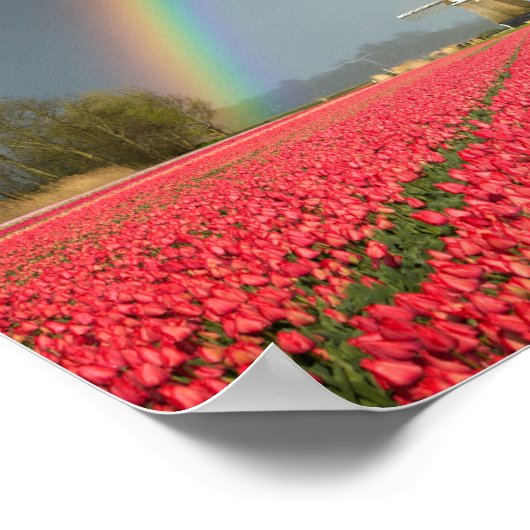 Regenbogen, Tulpen und Windmühle Poster (Ecke)