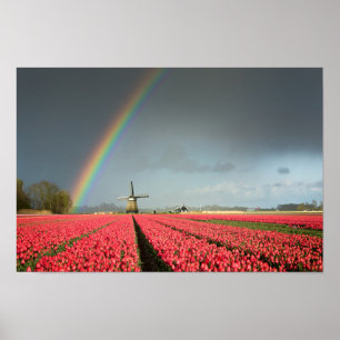 Regenbogen, Tulpen und Windmühle Poster