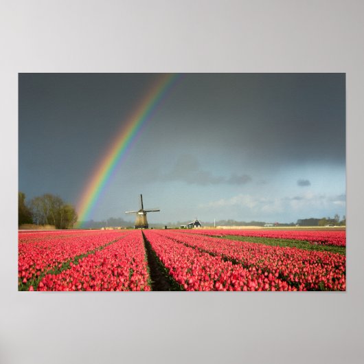 Regenbogen, Tulpen und Windmühle Poster (Vorne)