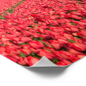 Regenbogen, Tulpen und Windmühle Poster (Ecke)