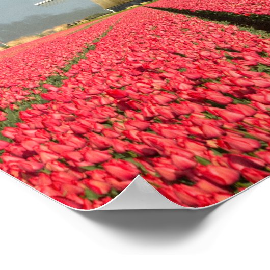 Regenbogen, Tulpen und Windmühle Poster (Ecke)