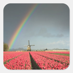 Regenbogen, Tulpen und Windmühle Quadratischer Aufkleber