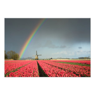 Regenbogen, Tulpen und Windmühlen-Fotodruck Fotodruck