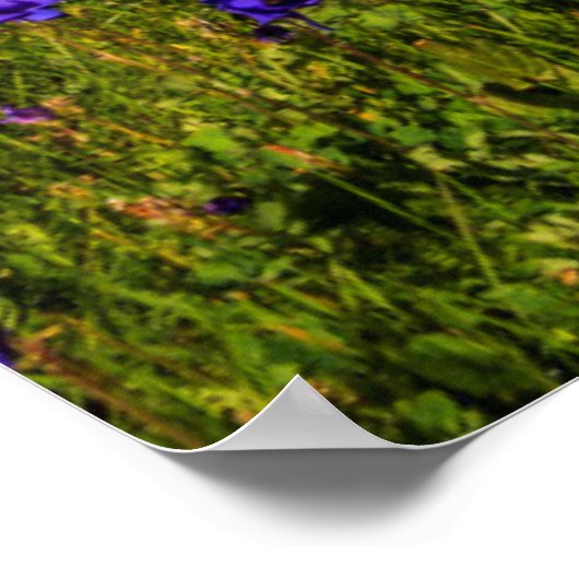 Regenbogen über einer blühenden Wiese Poster (Ecke)