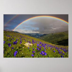 Regenbogen über einer blühenden Wiese Poster