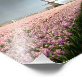 Regenbogen über Hyazinthen und einer Windmühle in  Fotodruck (Ecke)