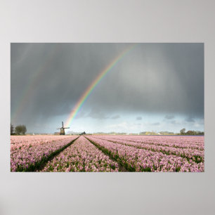 Regenbogen über Hyazinthen und einer Windmühle in  Poster
