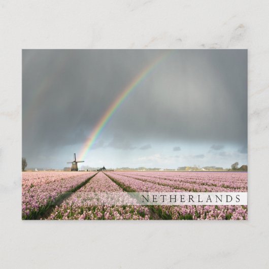 Regenbogen über Hyazinthen und einer Windmühle in  Postkarte (Vorderseite)