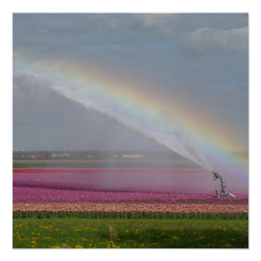 Regenbogen über Tulips-Feldposter Poster (Vorderseite)