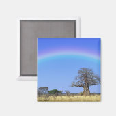 Regenbogen und afrikanischer Baobab-Baum, Adansoni Magnet (Vorderseite/Rückseite)