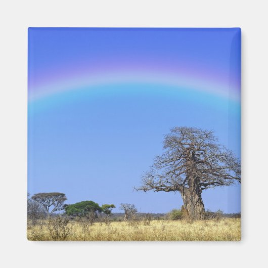 Regenbogen und afrikanischer Baobab-Baum, Adansoni Magnet (Vorne)