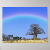Regenbogen und afrikanischer Baobab-Baum, Adansoni Poster (Vorne)