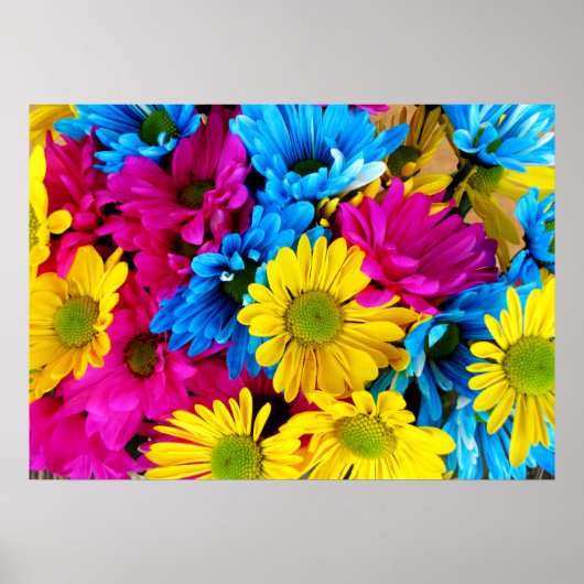 Regenbogen von Daisies Poster (Vorne)