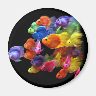 Regenbogen von Parrotfish Magnet
