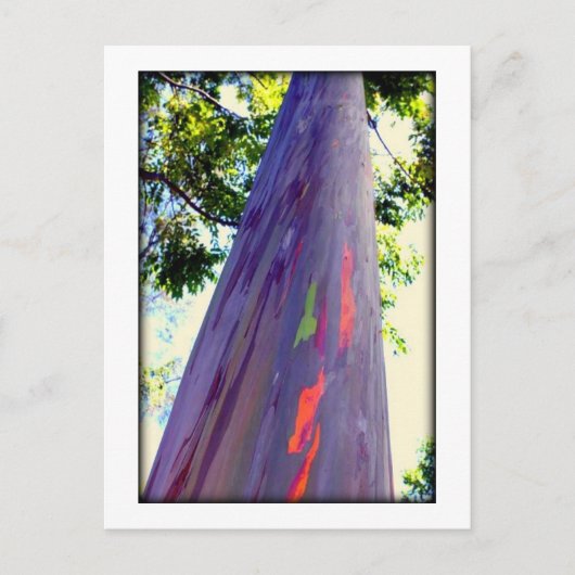 Regenbogenbaum Postkarte (Vorderseite)