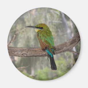 Regenbogenbienenfresser, Australien Magnet