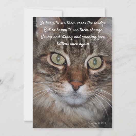 Regenbogenbrücke - Katze (Vorderseite)