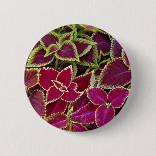 Regenbogenbuntlippe Button