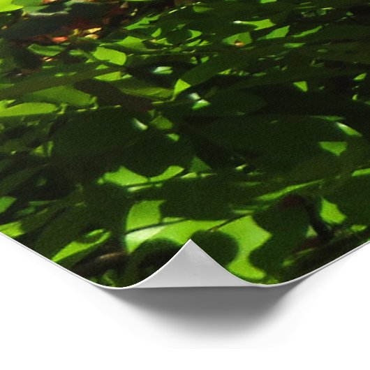 Regenbogenduschbaum Poster (Ecke)