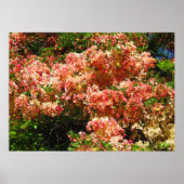 Regenbogenduschbaum Poster (Vorne)