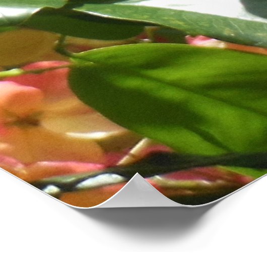 Regenbogenduschbaum Poster (Ecke)