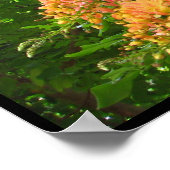 Regenbogendusche Tree Hawaii Poster Prints (Ecke)