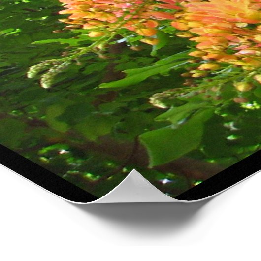 Regenbogendusche Tree Hawaii Poster Prints (Ecke)