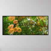 Regenbogendusche Tree Hawaii Poster Prints (Vorne)