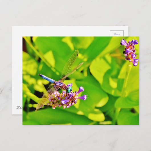 Regenbogenfarbene Libelle auf einer lila rosa Blum Postkarte (Vorne/Hinten)