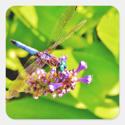 Regenbogenfarbene Libelle auf einer lila rosa Blum Quadratischer Aufkleber (Vorderseite)