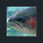 Regenbogenforelle Button<br><div class="desc">Kennzeichnet ein Nahaufnahme-Foto einer Regenbogenforelle (manchmal genannt eine Lachsforelle) durch ein Betrachtungsfenster am Bonneville-Fisch-Brutplatz in Oregon. Regenbogenforelle sind die gleichen Spezies,  wie Stahlkopf,  der Unterschied,  der dieser Stahlkopf ist-,  einen Seelauf haben und zu den Fischeiern in Frischwasser nach 2-3 Jahren in Meer zurückgehen.</div>