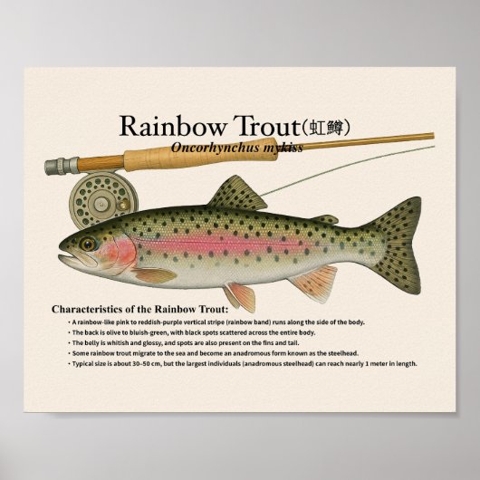 Regenbogenforelle – Englischer Kunstdruck Poster (Vorne)