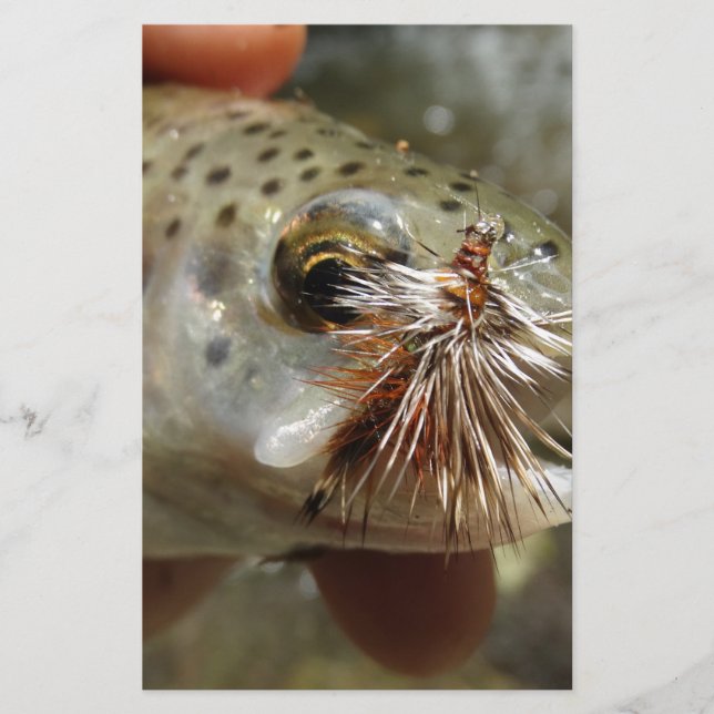 Regenbogenforelle-Foto (Vorderseite)