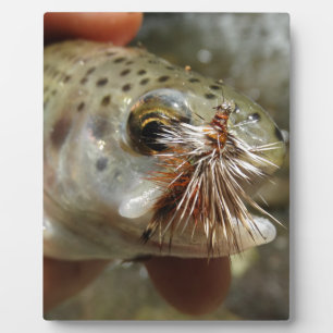 Regenbogenforelle-Foto Fotoplatte