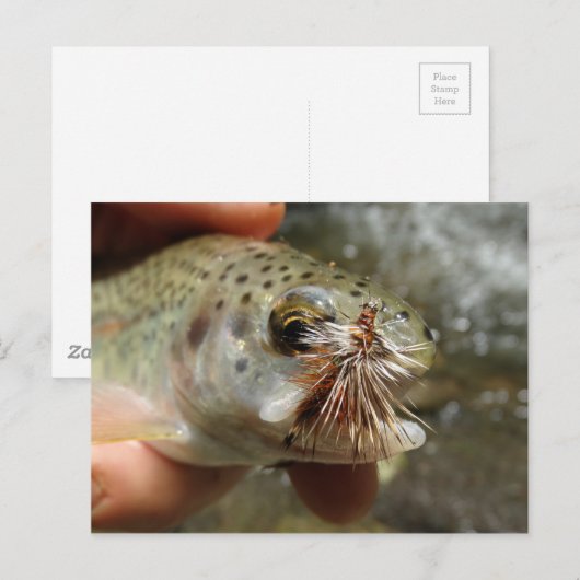 Regenbogenforelle-Foto Postkarte (Vorne/Hinten)