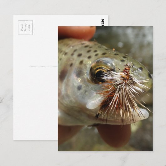Regenbogenforelle-Foto Postkarte (Vorne/Hinten)