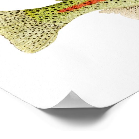 Regenbogenforelle Poster (Ecke)