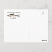 Regenbogenforelle Postkarte (Rückseite)