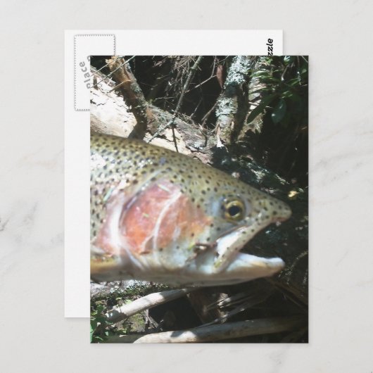 Regenbogenforelle Postkarte (Vorne/Hinten)