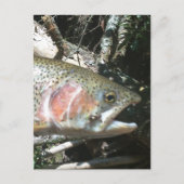 Regenbogenforelle Postkarte (Vorderseite)