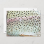 Regenbogenforelle Postkarte (Vorne/Hinten)