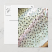 Regenbogenforelle Postkarte (Vorne/Hinten)