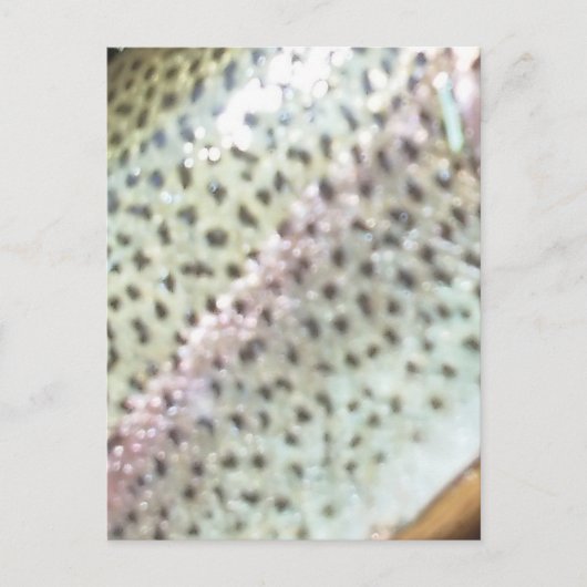 Regenbogenforelle Postkarte (Vorderseite)