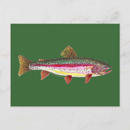 Regenbogenforelle Postkarte (Vorderseite)