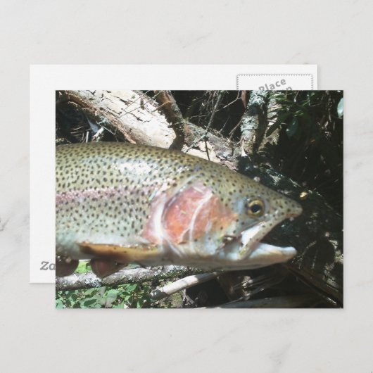 Regenbogenforelle Postkarte (Vorne/Hinten)