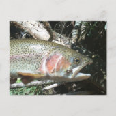 Regenbogenforelle Postkarte (Vorderseite)